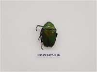 藏品(金豔騷金龜)的圖片